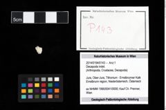 Foto (Objekt + Etikett) von Decapoda indet.  (NHMW-GEO-2014-0194-0143)